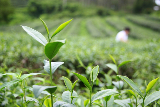 茶芽