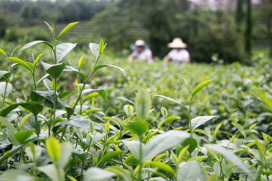 茶芽