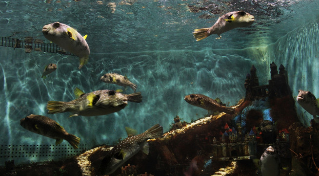 水族馆