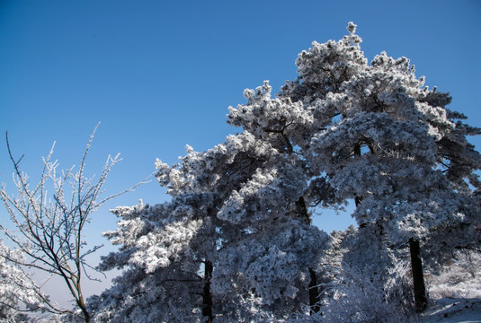 雪景