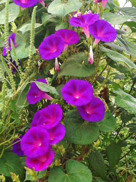牵牛花