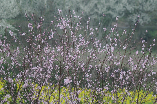 桃花