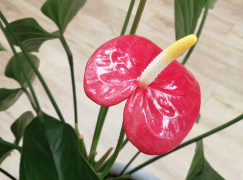 红掌花朵