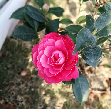 花朵