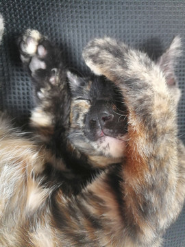 猫的睡姿