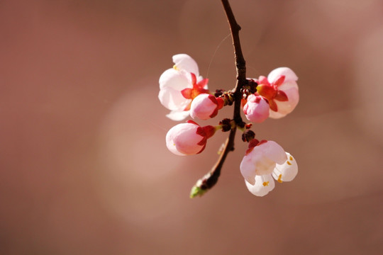 花花草草