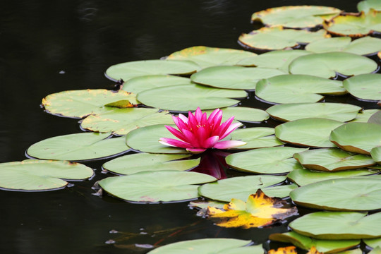 花莲