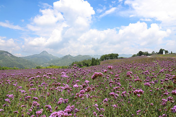 娄山关黔北花海马鞭草田园自然景