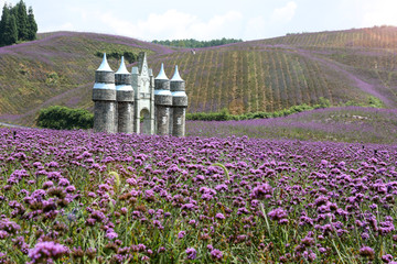 田园风景紫色花田背景