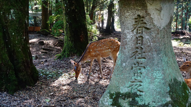 奈良鹿