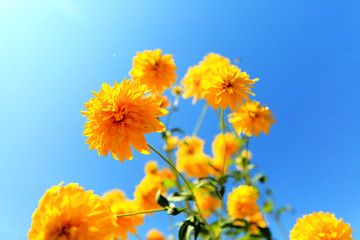 蓝天下盛开的菊花