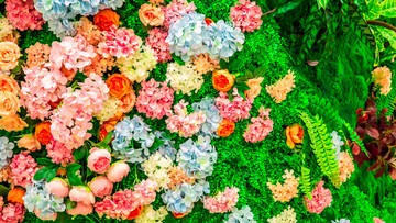 花卉植物墙