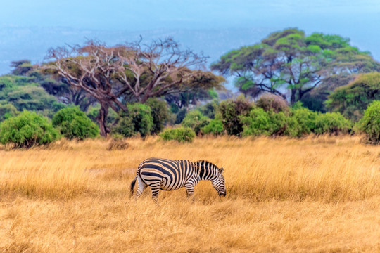 非洲肯尼安博塞利斑马