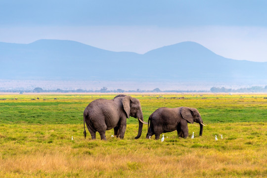 肯尼亚安博塞利象群