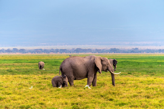 肯尼亚安博塞利象群