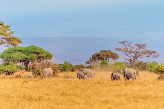 非洲肯尼亚安博塞利象群