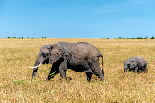 肯尼亚马赛马拉大象