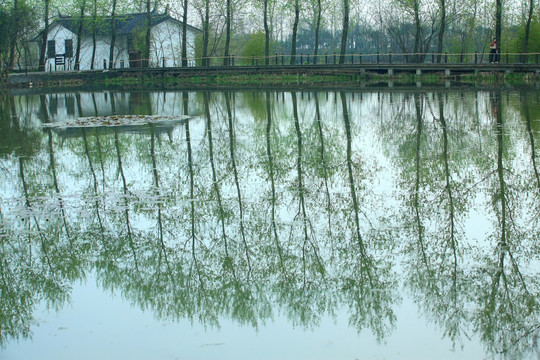 溱湖湿地