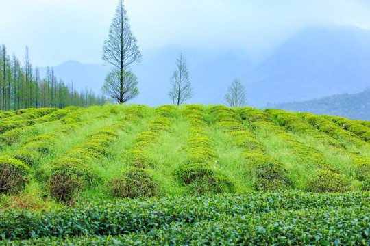 莫干山茶山