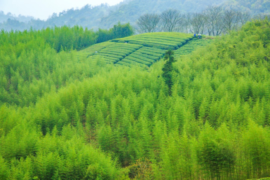 莫干山茶山