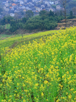 油菜花