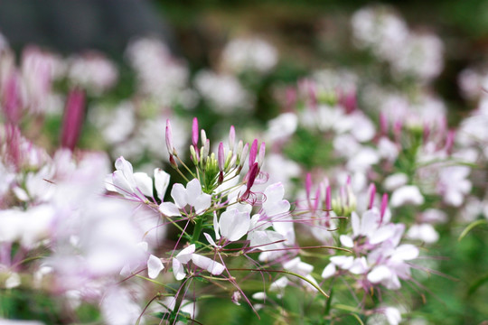 醉蝶花