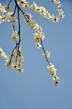 一枝花开春色俏