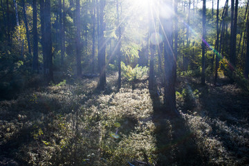松林里的光线