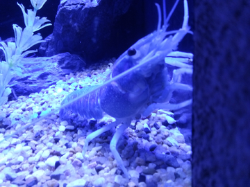 蓝螯虾