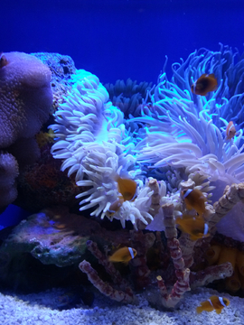 海底世界海葵