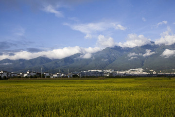 大理九月稻田风光