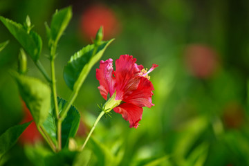 扶桑花