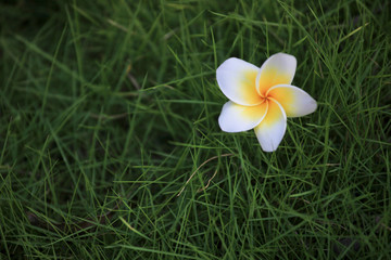 鸡蛋花