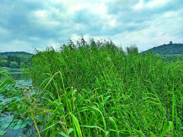 湖畔茅草芦苇