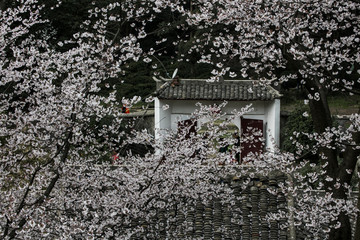 方竹寺樱花