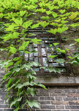 绿植墙面