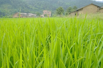 乡村农田
