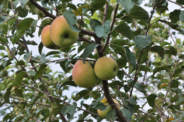 陕北苹果园