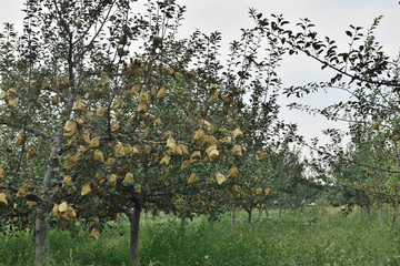 陕北苹果园