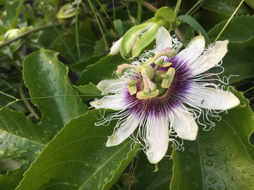 百香果花