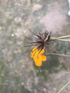 格桑花花籽 