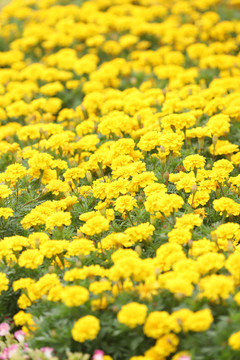 黄色鲜花背景