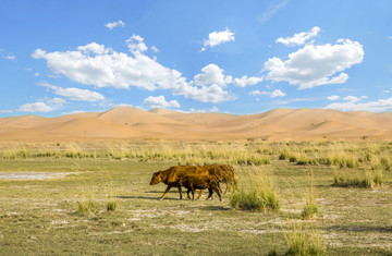 沙漠绿洲休闲吃草的牛儿