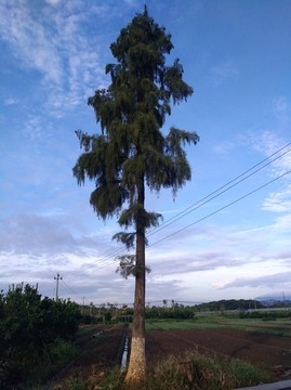 松树树木