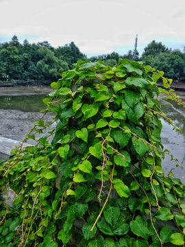 地锦植物藤蔓