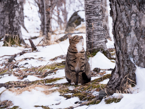 冬天雪地野猫