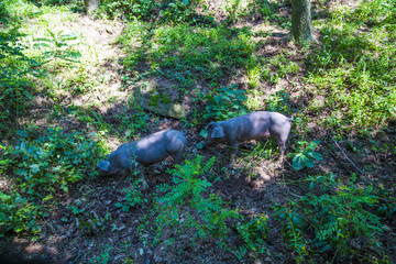 沂蒙山散养猪