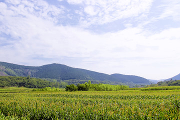 山村田园庄稼地