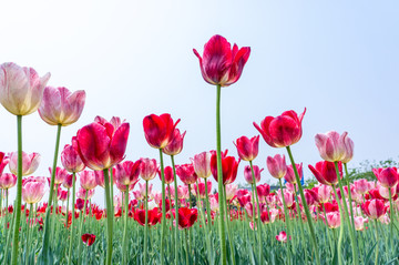 郁金香花田