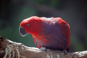 红胁绿鹦鹉